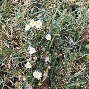 Meet your Posher, Hanh